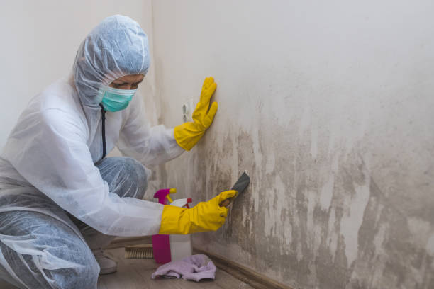 Best Kitchen Mold Remediation in Grace, ID